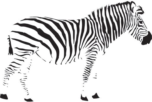 zebra.jpeg